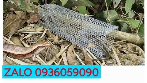 Lồng bẫy rắn mối có ngăn nhốt mồi. Cung cấp lồng bẫy rắn mối có ngăn nhốt mồi riêng.