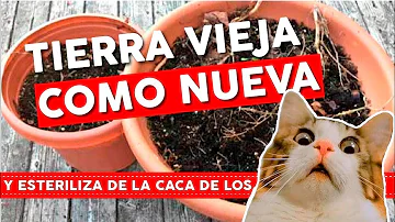 ¿Puedo reutilizar la tierra de las tomateras?