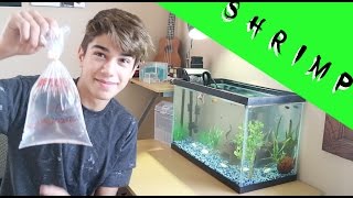 GETTING GHOST SHRIMP !