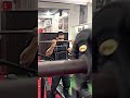 Ham mehnat wale parinde h🔥🤟🏻#gymworkout #gymlife #gymlover #music #fitnessmotivation #shots
