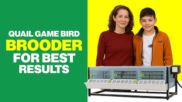 Quail Game Bird Brooder for Best Results by Hatching Time