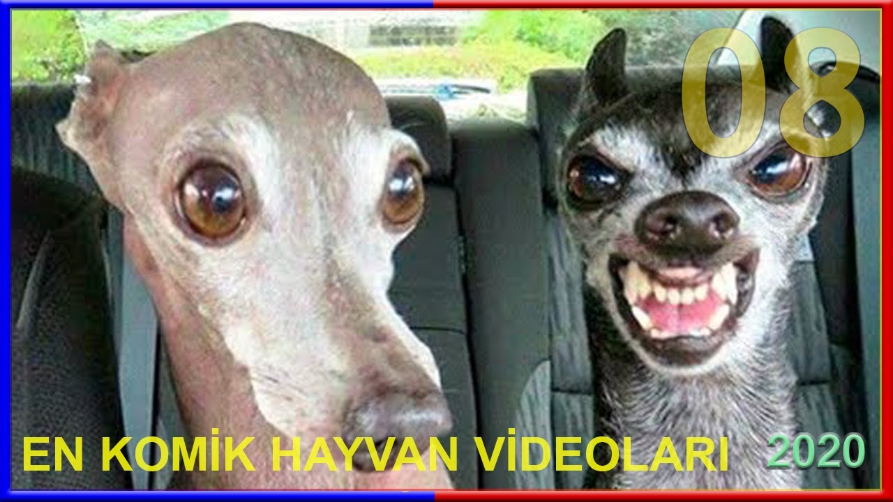 😻Kediler🐶Köpekler →En Komik Evcil Hayvanlar Eğlenceli Kedi ve köpek