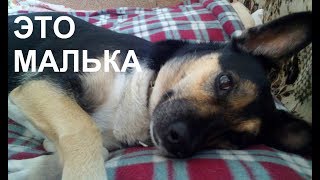 ЛЕТО СОБАКА НА ДАЧЕ ЛЕТО СОБАКА НА ДАЧЕ