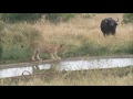 Buffalo fighting off Lions at Gudzani Waterhole, Satara, Kruger National Park.