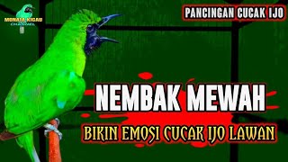 CUCAK IJO GACOR BIKIN EMOSI LAWAN COCOK BUAT PANCINGAN AGAR LAWAN CEPAT JAMBUL NGENTROK NEMBAK KASAR