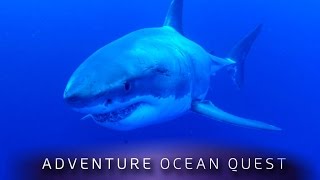 ► Adventure Ocean Quest - The White Sharks of Guadalupe (FULL Documentary)