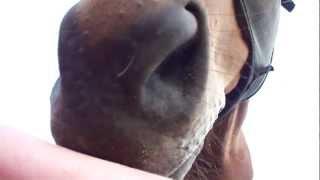 A Horses Human Salt Lick