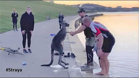 Kangaroo Shake Hands with Humans after being Saved (Australia) - DayDayNews