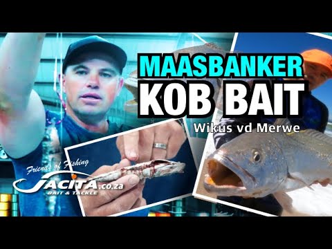 Maasbanker KOB/Mulloway Bait by Wikus vd Merwe @JACITA Bait & Tackle 