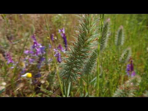 Video: Narrow-leaved Clover