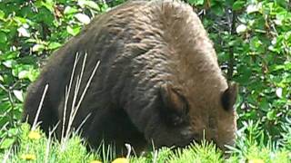 Black Bear Alaska.mvi.AVI