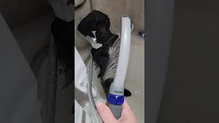 Schnauzer Puppy First Bath