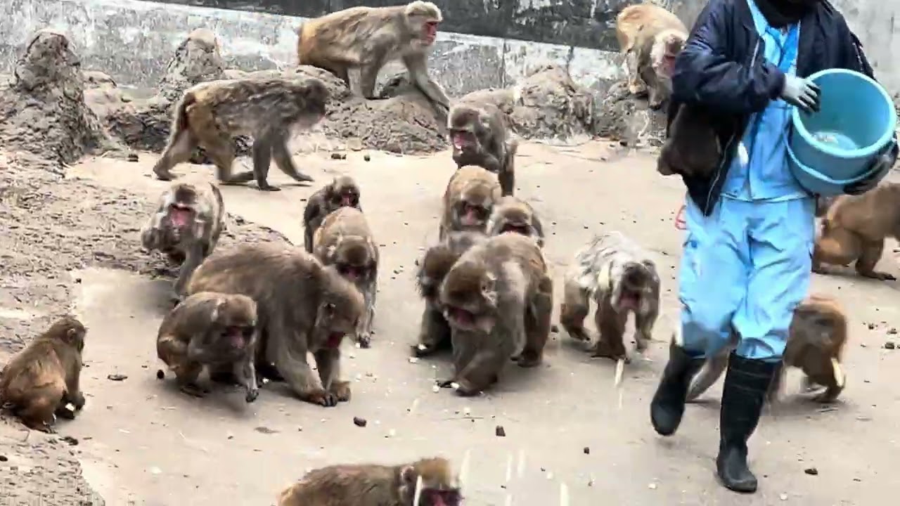 がんばれパンチ　お兄さんにギュッとしてくっついてる可愛いパンチくん🤎　2026.2.10 市川市動植物園
