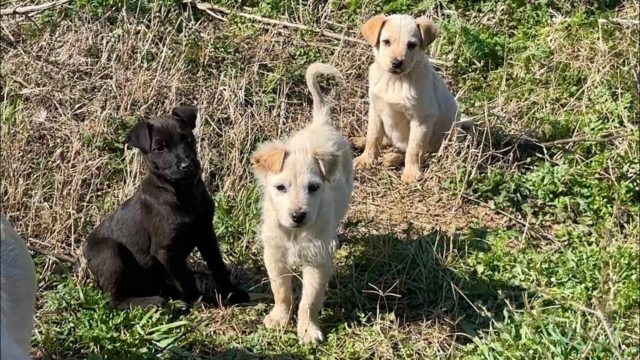 The abandoned mama dog and her puppies can now live safely and worry-free. At our shelter, they will receive all the necessary veterinary care and soon will  be ready for adoption.
Thank you, dear friends, for supporting our work! We are truly grateful for your donations and amazing support. Thank you for being with us! 
If you want to send a small donation to help our shelter, please visit: https://dogrescueshelter.org/donate/
Join us on Patreon: https://www.patreon.com/DogRescueShelter
PayPal donation: https://www.paypal.com/paypalme/DogRescueShelterMld
Please subscribe to support our rescue: https://youtube.com/c/dogrescueshelter
Thank you so much!
Milan
​⁠ @DogRescueShelter
------------------------------------------
Website: https://dogrescueshelter.org
Donate: https://dogrescueshelter.org/donate/ 
Facebook: https://www.facebook.com/DogRescueShelterSerbia
Instagram: https://www.instagram.com/dog_rescue_shelter_serbia/
Twitter: https://twitter.com/DogRescueSerbia
TikTok: https://www.tiktok.com/@dogrescueshelter.serbia 
E-mail: info@dogrescueshelter.org
Dog Rescue Shelter is non-profit, non-governmental rescue organization registered in Serbia. Our shelter located in Mladenovac is largest no-kill animal shelter.
Registration number: 28291248
#dogrescue #puppies #mamadog