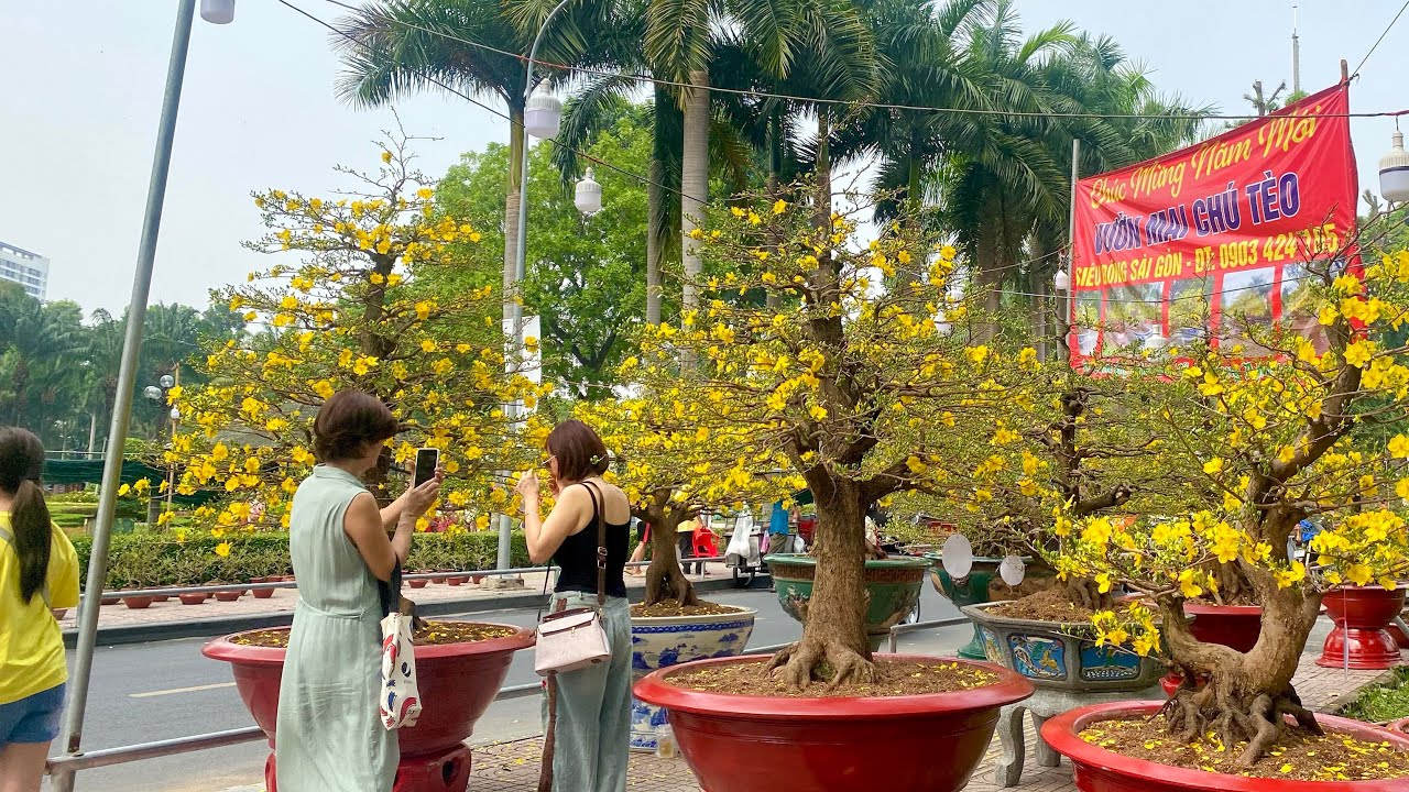 Chợ mai Tết 2025 , ngắm vườn mai bạc tỷ