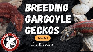 Gargoyle Breeding Episode 1  The Breeders