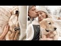 A DAY IN THE LIFE WITH AN 8 WEEK OLD PUPPY ROUTINE | GOLDEN RETRIEVER DAILY SCHEDULE