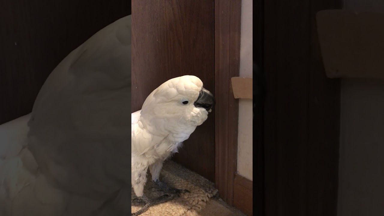 Demonstration of cockatoo credo near the end