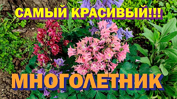 Самый красивый и неприхотливый многолетник - Аквилегия (Водосбор)