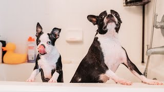 Boston Terrier and Mental Engagement Learning for Fun