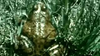 Bullfrogs