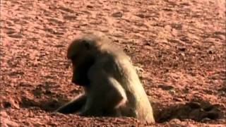 Last Feast of The Crocodiles (Part 3 of 4) Last Feast of The Crocodiles (Part 3 of 4)