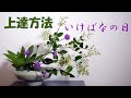 【生け花】いけばな上達方法【ikebana】実践経験/シマトネリコ/ヤツデ/How to improve/draw a picture/如何提高/畫一張圖/Comment améliorer/flor