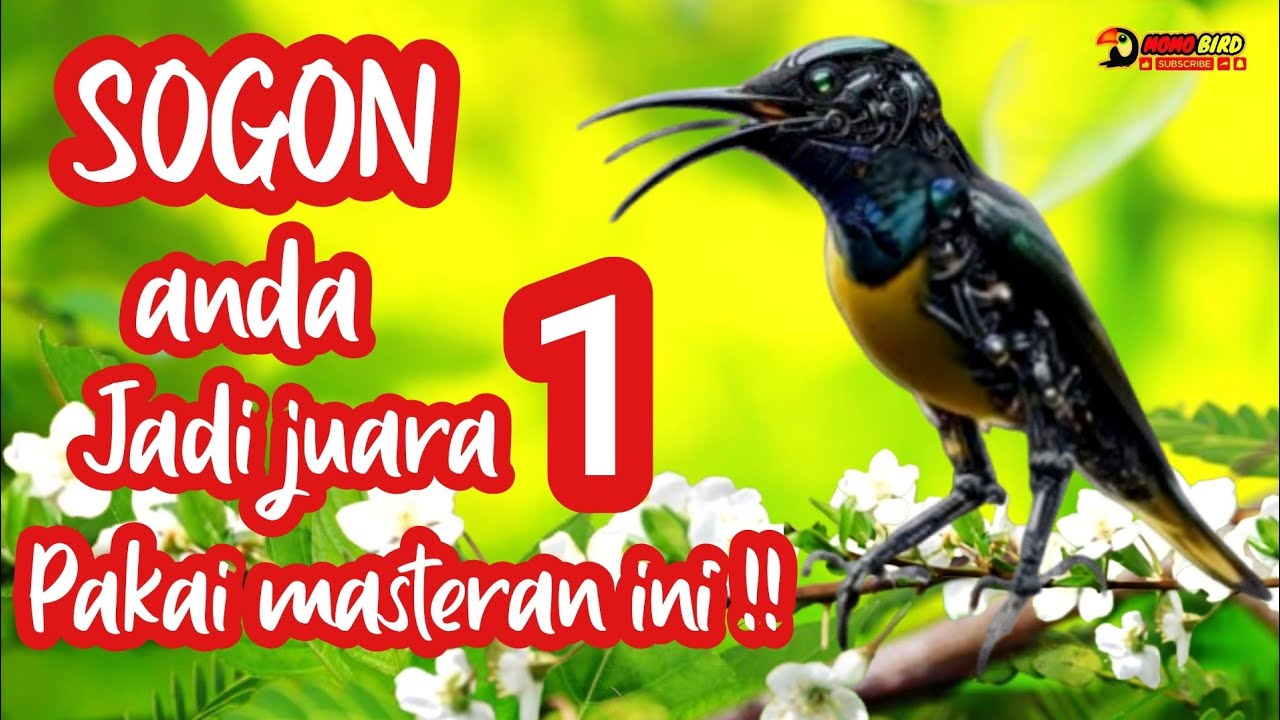 SOGON ANDA JADI JUARA 1 PAKAI MASTERAN INI ! # Momobird #sogon #sogokotong #sogonisian #sogonngobra
