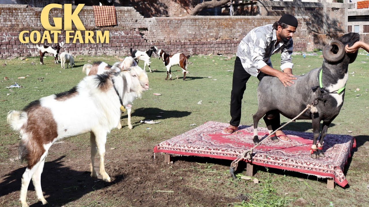 Shandar Vilayati Menda & Bakro Ka collection Arrived At GK Goat Farm