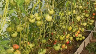 Много урожайных сортов томатов в одном обзоре