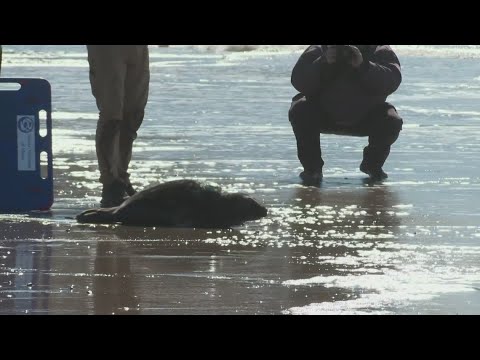 Video: Pet Scoop: Young Seal prepustený po rehab v Maine, zvedavý Monkey berie Selfies