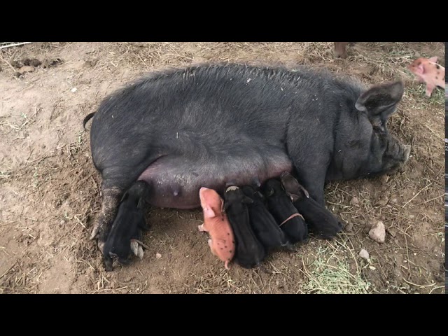 Mamasow & BoingBoing Litter September 8th,2020