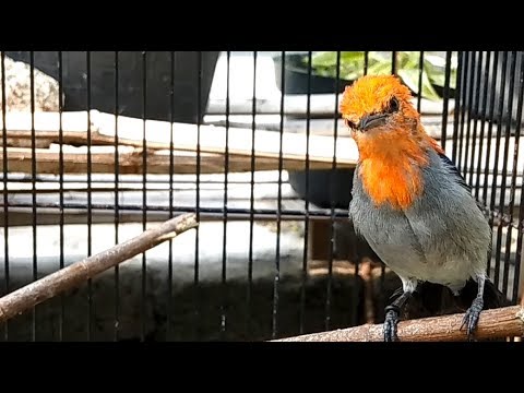 Suara Burung KEMADE / CABEAN GACOR Untuk Isian Pleci , Sirtu , Glatik , Prenjak , Murai , Kacer