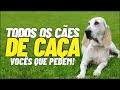 VOU ESTAR FALANDO DE TODOS OS CÃES DE CAÇA - ENTENDA