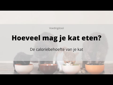 Video: Hoe Bereken Je De Uitgerekende Datum Van Je Kat?