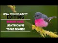 How To Remove Noise From Bird Photos Using Topaz Denoise or Lightroom -  Noise Reduction Examples