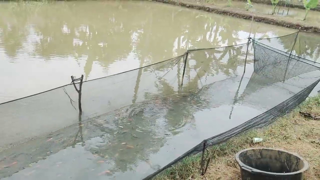 #DIJUAL MURAH TANAH KOLAM EMPANG DAN VILA HARGA 400 RB / MTR LOKASI CISEENG BOGOR