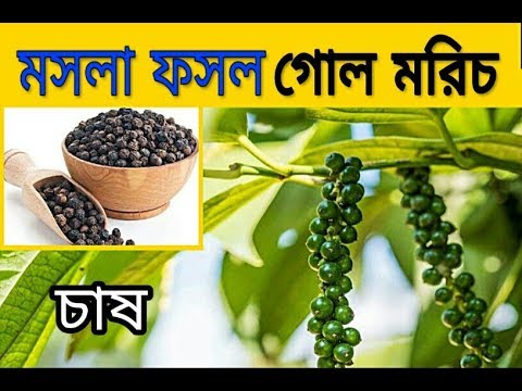 ভিডিও: আপনি কি থাইমের পুরো স্প্রিগ ব্যবহার করেন?