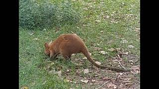swamp Wallaby baby. female. Golden wallaby Cross?