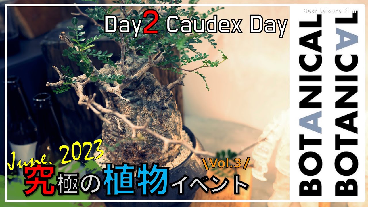 【BotanicalBotanical Vol.3】Day2 Caudex Dayイベントレポート｜パキポディウム｜パキプス｜グラキリス｜ボタニカルボタニカル｜塊根植物