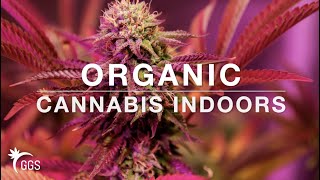 Maximize YIELD | FLAVOUR | POTENCY: Growing Organic Cannabis Indoors (No -Till Living Organic Soil)