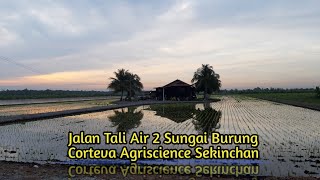 Jalan Tali Air 2 Sungai Burung Corteva Agriscience Sekinchan
