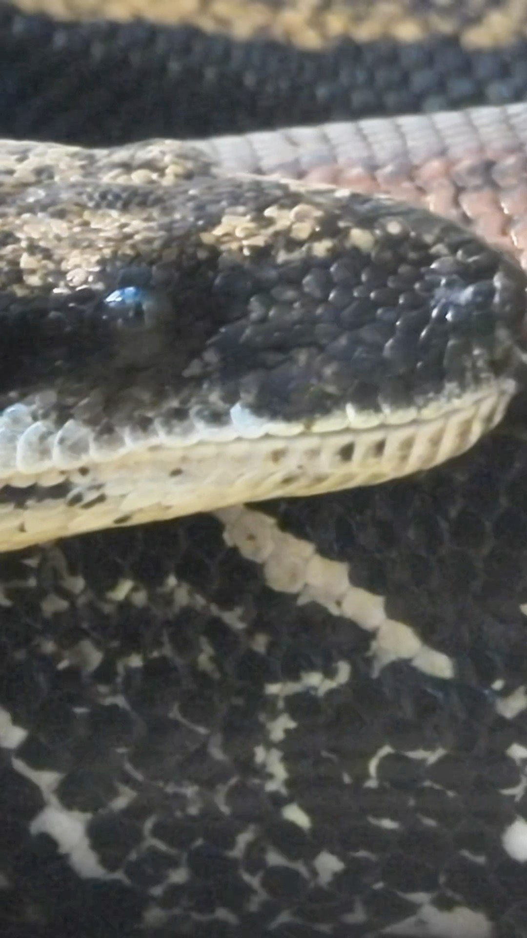 Astonishing Snake