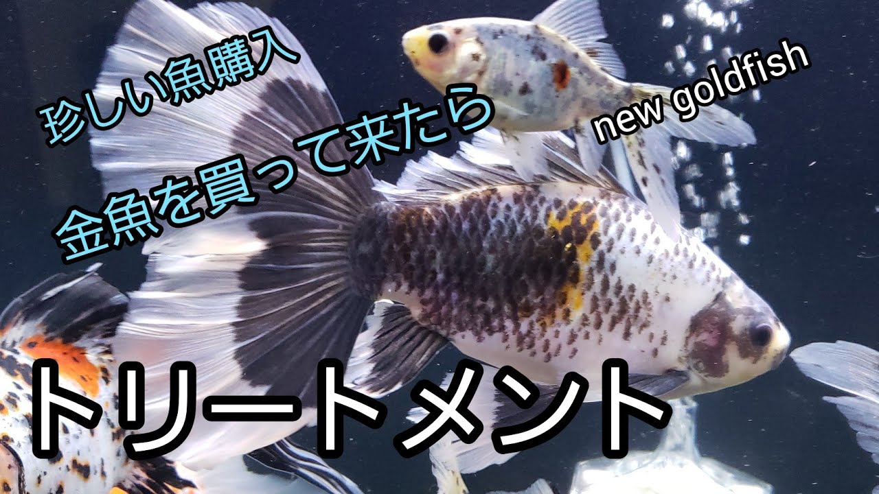 金魚 珍しい魚種 紹介導入トリートメント Youtube