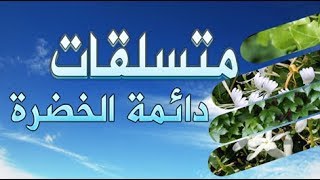 النباتات المتسلقة دائمة الخضرة