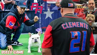 Puerto Rico Bully Game is On Fire  [ Team PR ]#americanbully #frenchbulldog #englishbulldog
