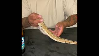 The Spider Gene 🧬 Ball Python 🐍