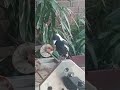 #magpie #bbq #cheekymagpie #bird #helpyourself #australia #gyro