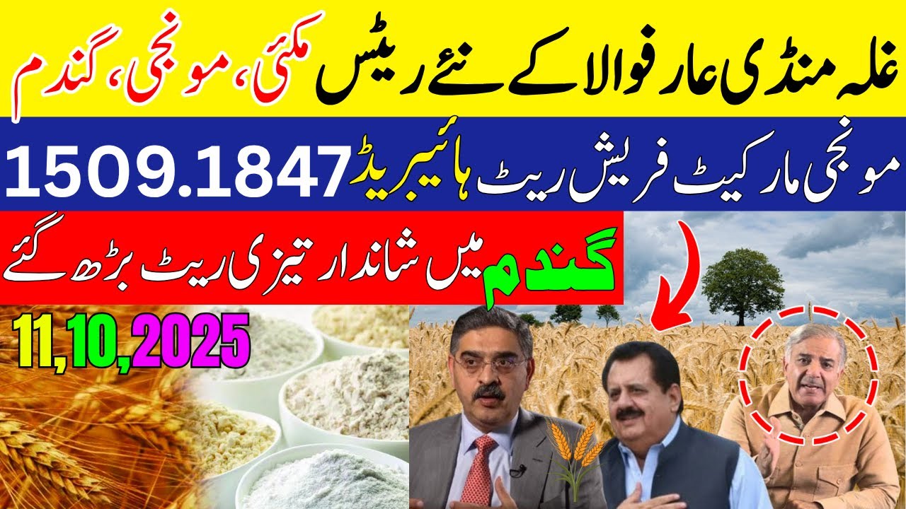 Wheat price in Punjab today 11,10,2025 | Munji rate today Gandam price ...