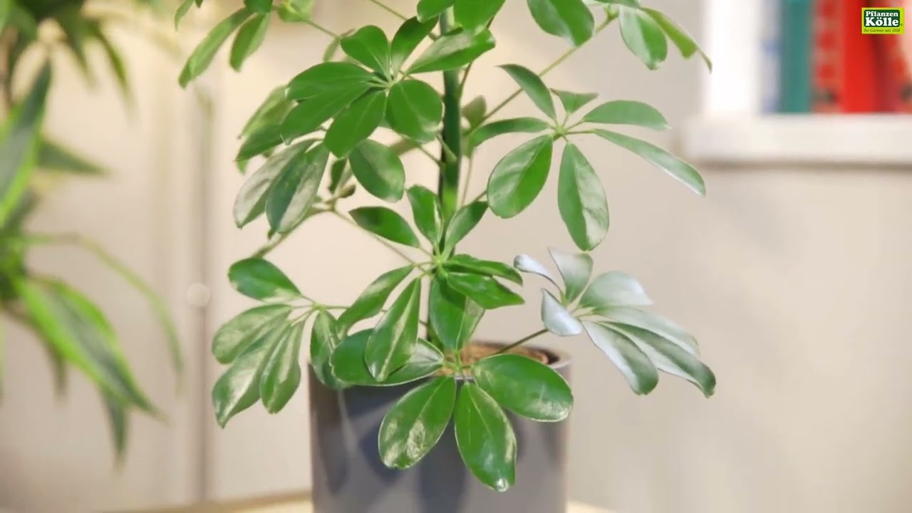 fatsia japonica variegata Fatsia Japonica VaFatsia Japonica Variegated – Best Easy-Care Indoor Plant